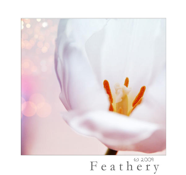 feathery_beauty_by_Holunder.jpg